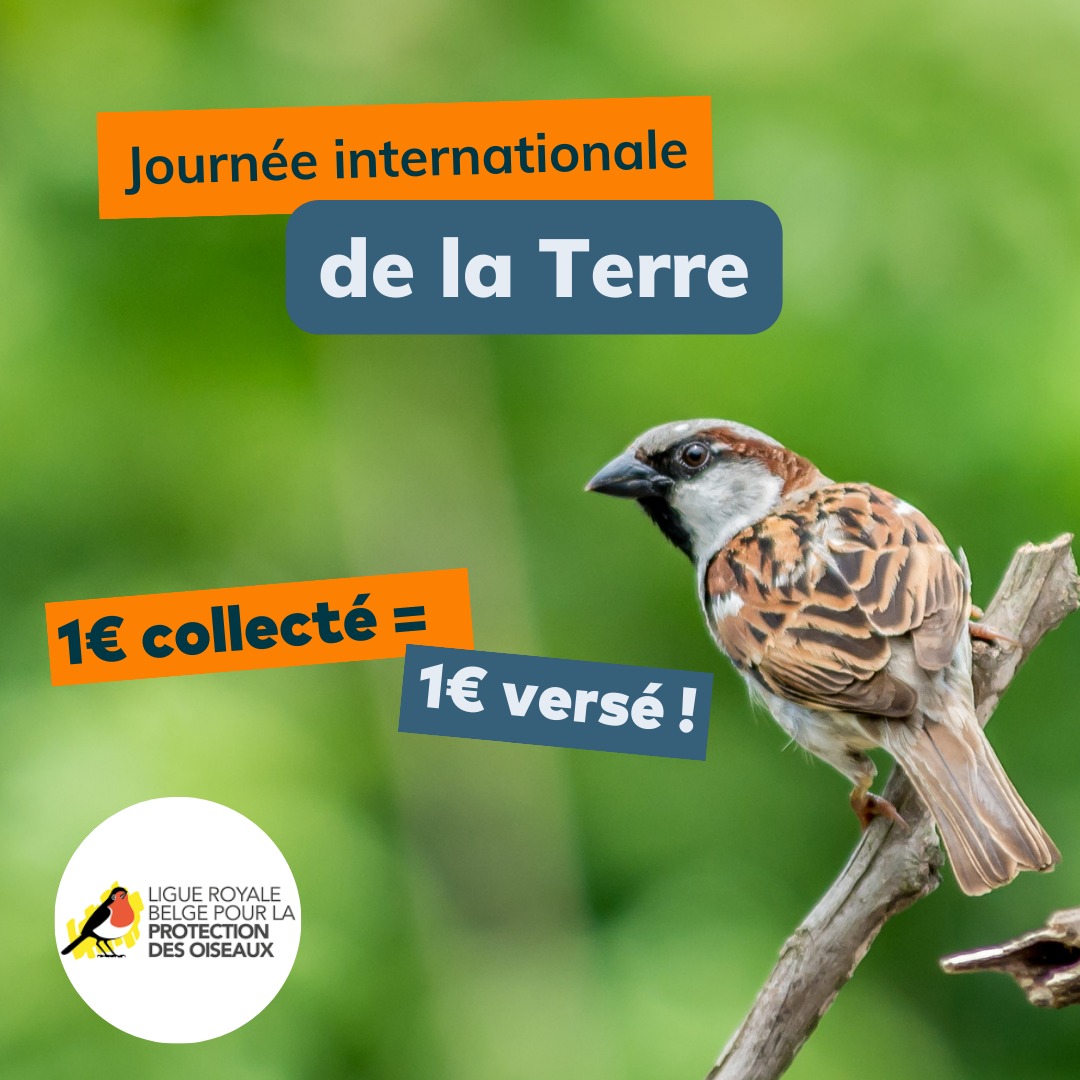 🌿Le 22 avril, c'est la journée de la Terre. 🌿

Dès à présent et pendant tout un mois, rendez-nous visite et suivez notre campagne au profit des Oiseaux ! 🪶

Et pourquoi pas faire un petit geste pour multiplier leurs gazouillis avec un don 🐦

➡️ RDV sur le lien en bio pour avoir toutes les infos !

#JourneeDeLaTerre #EarthDay #Biodiversite #AgirPourLaNature #Conservation #BeautifulPlanet #LesAubergesDeJeunesse #Wallonie #Bruxelles #Belgique #Belgium