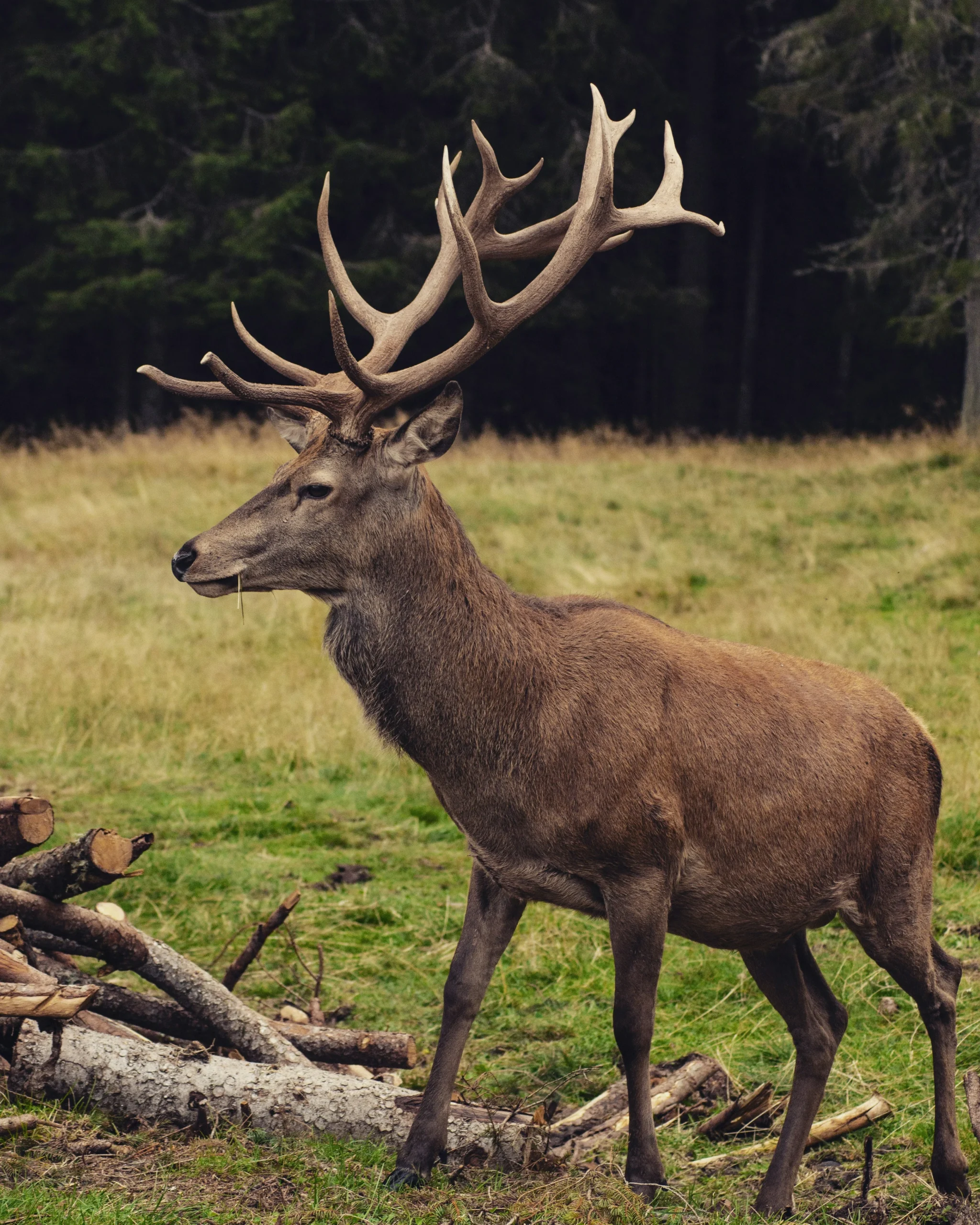 đČ SoirĂ©e Brame du Cerf 3 andrea chioldin 6LChsc9M2rA unsplash scaled