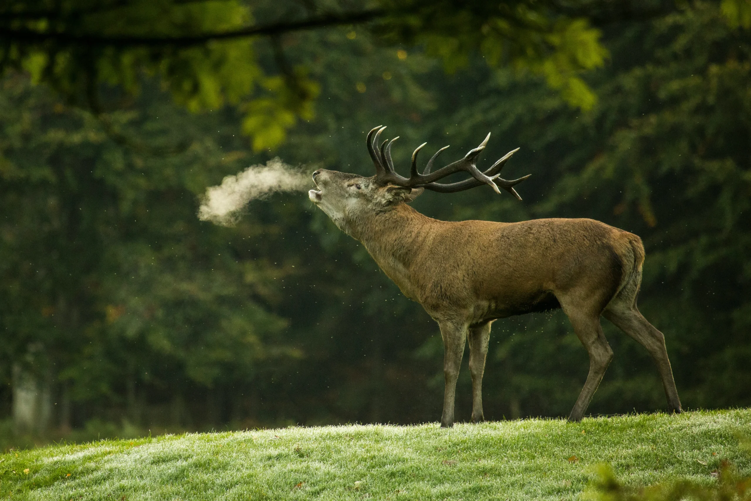 đČ SoirĂ©e Brame du Cerf 2 diana parkhouse dBrKSWR z1w unsplash scaled